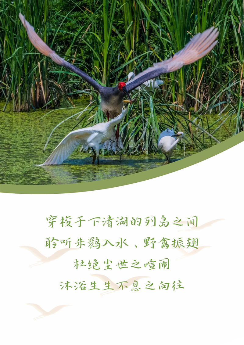 心心念廿 相伴龙八国际 | 与德清相约 贺廿载诞辰